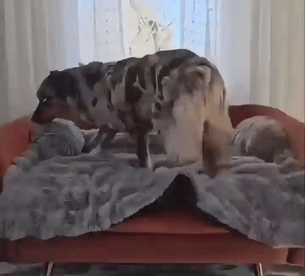 50% OFF TEMPORÄR  SnugPaws™