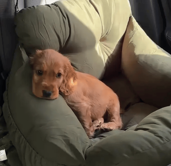50% OFF TEMPORÄR  PawLounger™